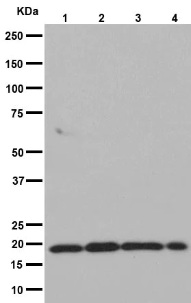 Western blot - Anti-NDUFB8 antibody [EPR15961] - BSA and Azide free (AB251160)