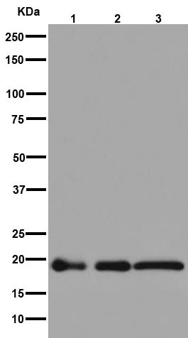 Western blot - Anti-NDUFB8 antibody [EPR15961] - BSA and Azide free (AB251160)
