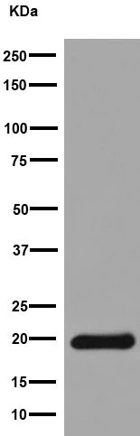 Western blot - Anti-NDUFB8 antibody [EPR15961] - BSA and Azide free (AB251160)