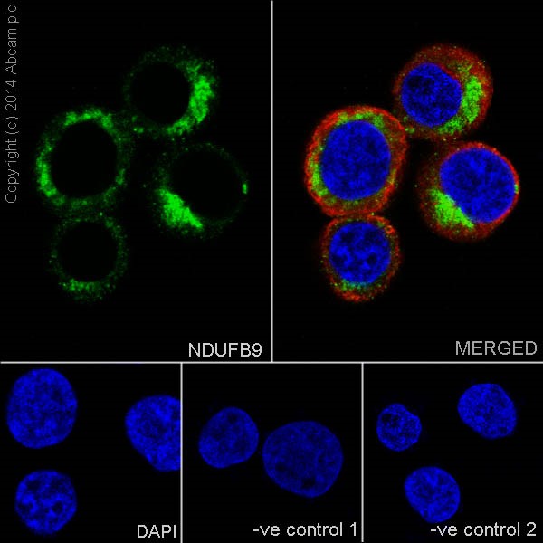 Immunocytochemistry/ Immunofluorescence - Anti-NDUFB9 antibody [EPR15955-78] (ab200198), expandable thumbnail