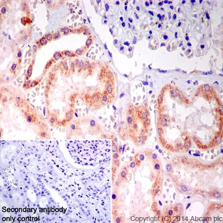 Immunohistochemistry (Formalin/PFA-fixed paraffin-embedded sections) - Anti-NDUFB9 antibody [EPR15955-78] (AB200198), expandable thumbnail