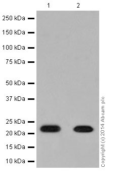 Western blot - Anti-NDUFB9 antibody [EPR15955-78] (AB200198), expandable thumbnail