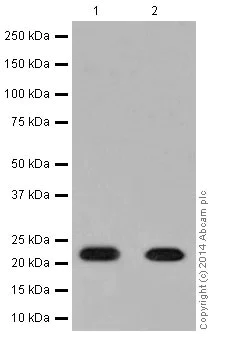 Western blot - Anti-NDUFB9 antibody [EPR15955-78] (AB200198)