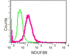 Flow Cytometry (Intracellular) - Anti-NDUFB9 antibody [EPR15955] (AB188581)
