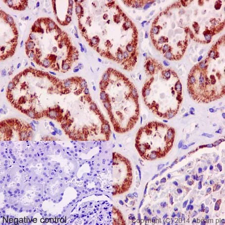 Immunohistochemistry (Formalin/PFA-fixed paraffin-embedded sections) - Anti-NDUFC2 antibody [EPR16499] - BSA and Azide free (AB251132)