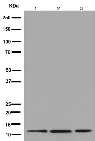 Western blot - Anti-NDUFC2 antibody [EPR16499] - BSA and Azide free (AB251132)