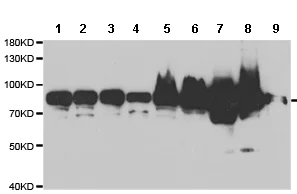 Western blot - Anti-Ndufs1 antibody (AB185733)