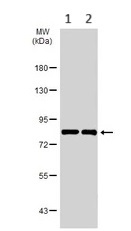 Western blot - Anti-Ndufs1 antibody (AB96428)