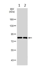 Western blot - Anti-Ndufs1 antibody (AB96428)