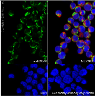Immunocytochemistry/ Immunofluorescence - Anti-Ndufs1 antibody [EPR11521(B)] (ab169540), expandable thumbnail