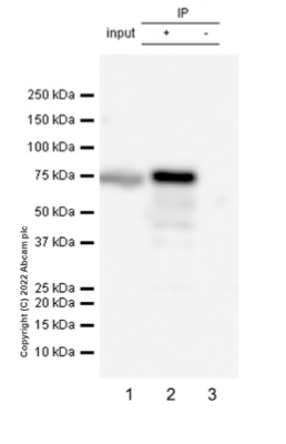 Immunoprecipitation - Anti-Ndufs1 antibody [EPR11521(B)] (AB169540), expandable thumbnail