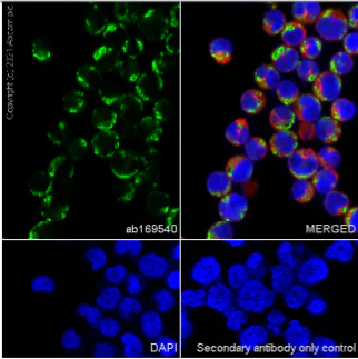 Immunocytochemistry/ Immunofluorescence - Anti-Ndufs1 antibody [EPR11521(B)] - BSA and Azide free (AB249492)
