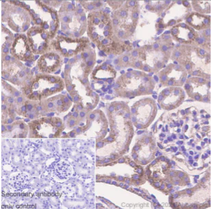 Immunohistochemistry (Formalin/PFA-fixed paraffin-embedded sections) - Anti-Ndufs1 antibody [EPR11521(B)] - BSA and Azide free (AB249492)