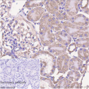 Immunohistochemistry (Formalin/PFA-fixed paraffin-embedded sections) - Anti-Ndufs1 antibody [EPR11521(B)] - BSA and Azide free (AB249492)