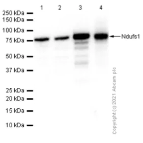 Western blot - Anti-Ndufs1 antibody [EPR11521(B)] - BSA and Azide free (AB249492)