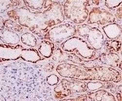 Immunohistochemistry (Formalin/PFA-fixed paraffin-embedded sections) - Anti-Ndufs1 antibody [EPR11522(B)] (AB157221)