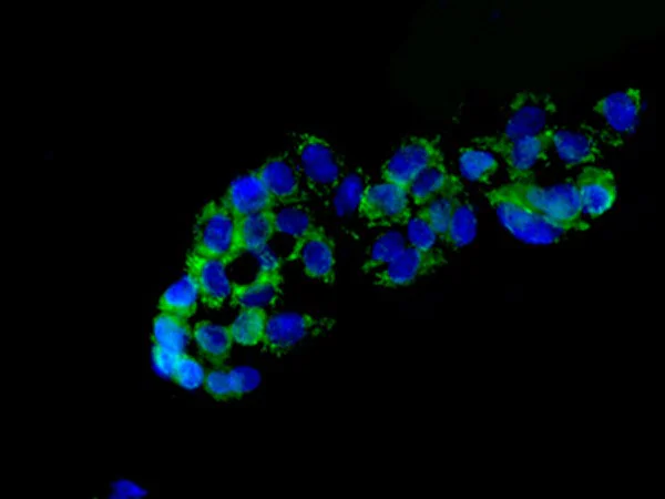 Immunocytochemistry/ Immunofluorescence - Anti-Ndufs1 antibody [EPR11522(B)] - BSA and Azide free (AB249321)