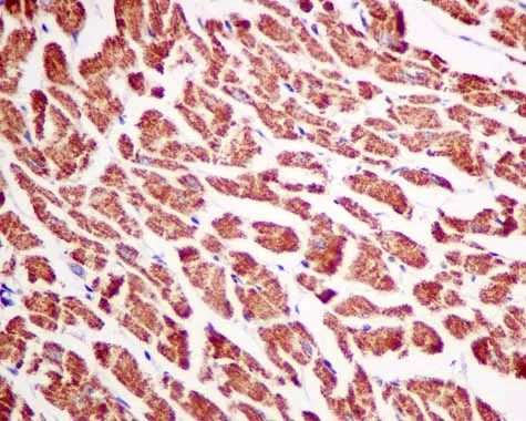 Immunohistochemistry (Formalin/PFA-fixed paraffin-embedded sections) - Anti-Ndufs1 antibody [EPR11522(B)] - BSA and Azide free (AB249321)