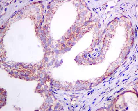 Immunohistochemistry (Formalin/PFA-fixed paraffin-embedded sections) - Anti-Ndufs1 antibody [EPR11522(B)] - BSA and Azide free (AB249321)
