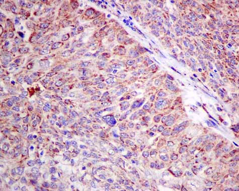 Immunohistochemistry (Formalin/PFA-fixed paraffin-embedded sections) - Anti-Ndufs1 antibody [EPR11522(B)] - BSA and Azide free (AB249321)