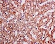 Immunohistochemistry (Formalin/PFA-fixed paraffin-embedded sections) - Anti-Ndufs1 antibody [EPR11522(B)] - BSA and Azide free (AB249321)