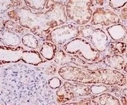 Immunohistochemistry (Formalin/PFA-fixed paraffin-embedded sections) - Anti-Ndufs1 antibody [EPR11522(B)] - BSA and Azide free (AB249321)