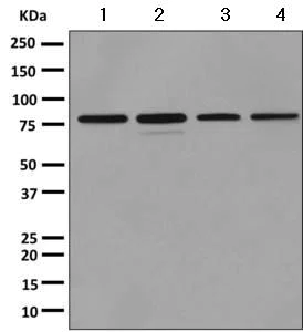 Western blot - Anti-Ndufs1 antibody [EPR11522(B)] - BSA and Azide free (AB249321)