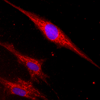 Immunocytochemistry/ Immunofluorescence - Anti-NDUFS2 antibody [7A12BE5AD5] (AB110249)