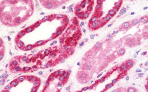 Immunohistochemistry (Formalin/PFA-fixed paraffin-embedded sections) - Anti-NDUFS2 antibody (AB192764)