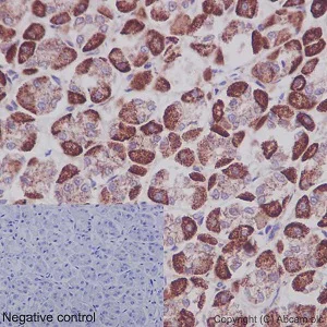 Immunohistochemistry (Formalin/PFA-fixed paraffin-embedded sections) - Anti-NDUFS2 antibody [EPR16266] - BSA and Azide free (AB251104)