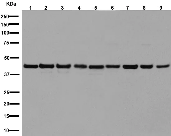 Western blot - Anti-NDUFS2 antibody [EPR16266] - BSA and Azide free (AB251104)