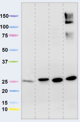 Western blot - Anti-NDUFS3 antibody [17D95] (AB14711), expandable thumbnail