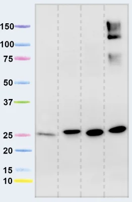 Western blot - Anti-NDUFS3 antibody [17D95] (AB14711)