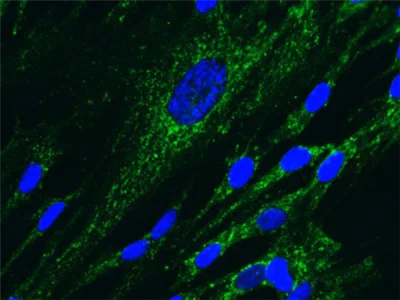 Immunocytochemistry/ Immunofluorescence - Anti-NDUFS3 antibody [3F9DD2] (AB110246)