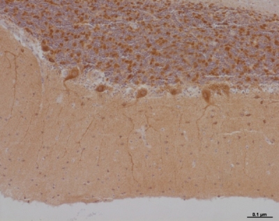 Immunohistochemistry (Formalin/PFA-fixed paraffin-embedded sections) - Anti-NDUFS3 antibody [3F9DD2] (AB110246)
