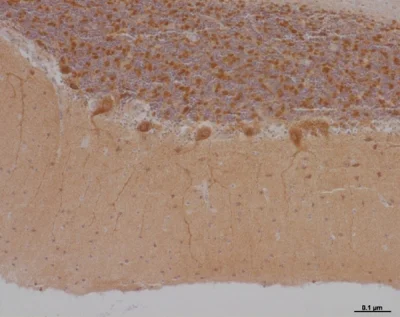 Immunohistochemistry (Formalin/PFA-fixed paraffin-embedded sections) - Anti-NDUFS3 antibody [3F9DD2] (AB110246)