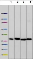 Western blot - Anti-NDUFS3 antibody [3F9DD2] (AB110246)