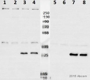 Western blot - Anti-NDUFS3 antibody [3F9DD2] (AB110246)