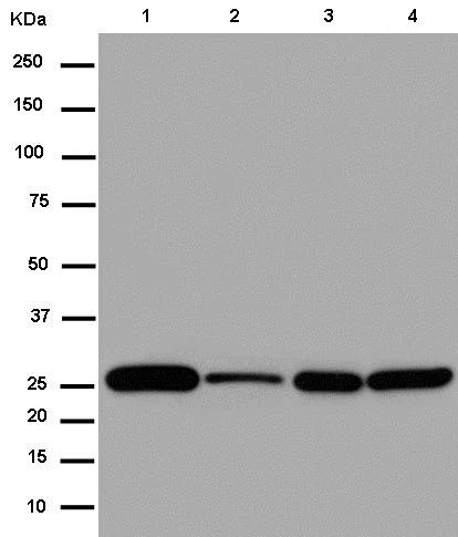 Western blot - Anti-NDUFS3 antibody [EPR12781] (AB183733)