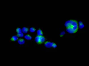Immunocytochemistry/ Immunofluorescence - Anti-NDUFS3 antibody [EPR12782] - BSA and Azide free (AB249976)