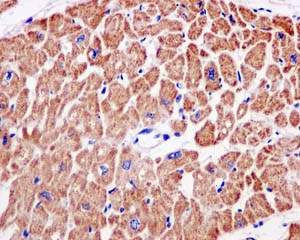 Immunohistochemistry (Formalin/PFA-fixed paraffin-embedded sections) - Anti-NDUFS3 antibody [EPR12782] - BSA and Azide free (ab249976), expandable thumbnail