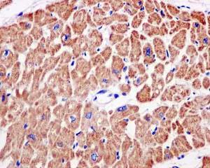 Immunohistochemistry (Formalin/PFA-fixed paraffin-embedded sections) - Anti-NDUFS3 antibody [EPR12782] - BSA and Azide free (AB249976)