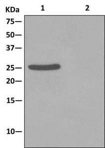 Immunoprecipitation - Anti-NDUFS3 antibody [EPR12782] - BSA and Azide free (AB249976), expandable thumbnail