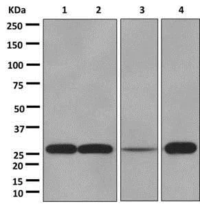 Western blot - Anti-NDUFS3 antibody [EPR12782] - BSA and Azide free (AB249976)