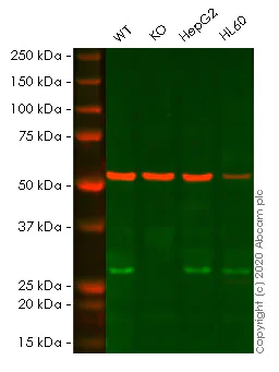Western blot - Anti-NDUFS3 antibody [EPR12782] - BSA and Azide free (AB249976)