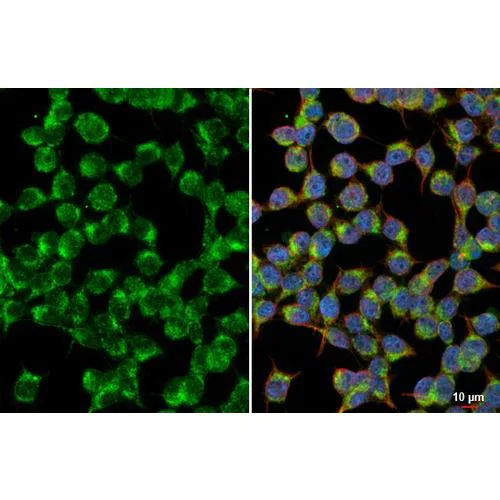 Immunocytochemistry/ Immunofluorescence - Anti-NDUFS3 antibody [HL2097] (AB317137)