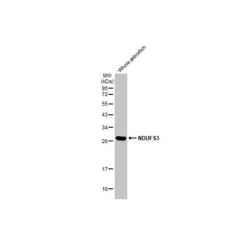 Western blot - Anti-NDUFS3 antibody [HL2097] (AB317137)