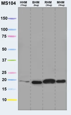 Western blot - Anti-Ndufs4 antibody [2C7CD4AG3] (AB87399)