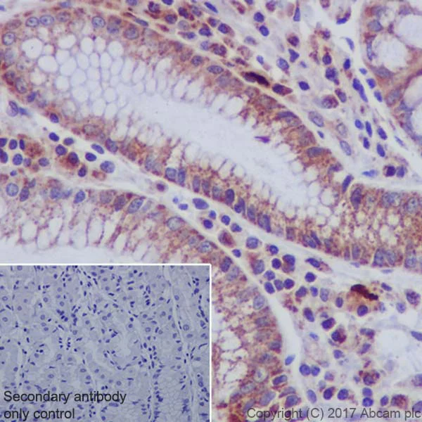 Immunohistochemistry (Formalin/PFA-fixed paraffin-embedded sections) - Anti-Ndufs4 antibody [EP7832] (AB137064)