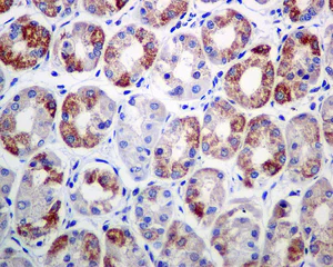 Immunohistochemistry (Formalin/PFA-fixed paraffin-embedded sections) - Anti-Ndufs4 antibody [EP7832] (AB137064)